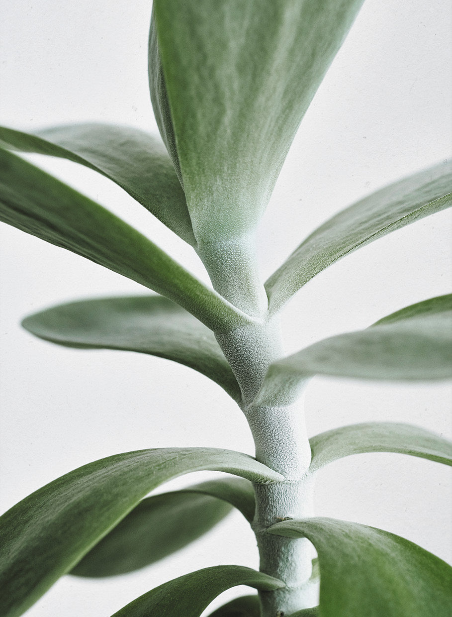 Green Home 04