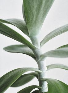 Green Home 04
