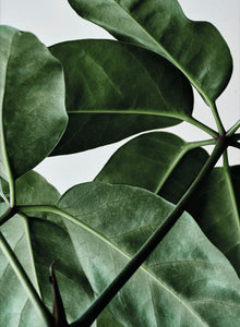 Green Home
