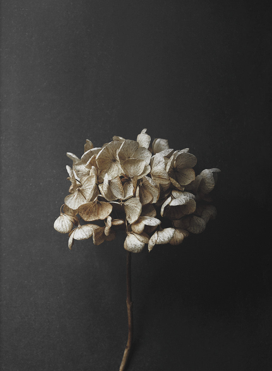 Still Life 04 - Hydrangea