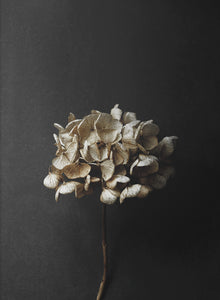 Still Life 04 - Hydrangea