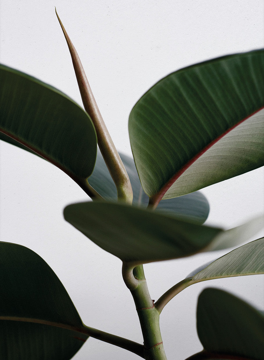 Green Home 02