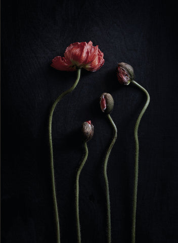 Still Life 02